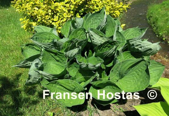 Hosta Second Wind